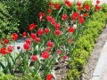 Tulips are just coming out all over Montreal