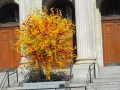 Chihuly Glass outside Montreal Art Gallery.