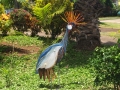 African Crane in Our Garden - Maui