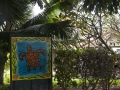 Turtle on Street
